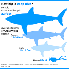 Despite various claims otherwise, scientists generally agree that the maximum size of a great white shark is 6m to 6.5m. Deep Blue Giant Great White Shark May Have Been Spotted Near Hawaii