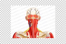 I've labelled the diagrams up to show the main human body the neck muscles and massive triangular muscles of the back stabilise the head and shoulders and permit a range of complex movements. Posterior Triangle Of The Neck Human Body Ray Ban Muscular System Ray Ban Hand Anatomy Arm Png Klipartz