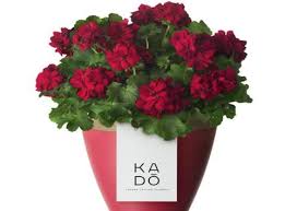 We did not find results for: Waitrose Introduces Kado Potted Flowers For Urban Gardeners News The Grocer