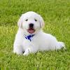 Puppies in four colors including white cream, light blonde the table below allows you to quickly and easily find information on current and upcoming litters from our four colors of golden retriever puppies for sale. 1