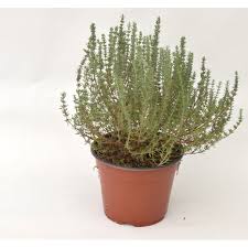 Acquista online √ piante √ alberi √ bonsai √ concimi √ semi √ piante carnivore √ piante grasse. On Line Sale Of The Thyme Plant Aromatic Plants Vivaio Mondo Piante