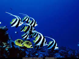 Google Image Result For Http Img Phombo Com Img1 Photocombo 6089 500 National Geograph National Geographic Animals National Geographic Wallpaper Sea Pictures