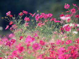 Google Image Result For Http Www Theflowersavenue Com Cosmos Annual I Love These Flowers The Cosmos Flower Pictures Cosmos Flowers Nothing But Flowers