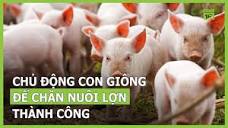Chủ động con giống để chăn nuôi lợn thành công | VTC16 - YouTube