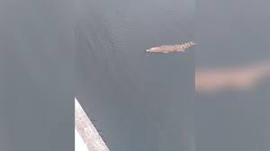 Yerler rehberi kayıtları (masjid jamek sg sarang buaya,muar. Kelibat Buaya Tembaga Di Sungai Batu Pahat Youtube