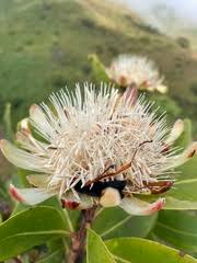 Image result for Protea madiensis
