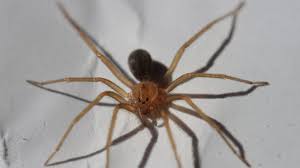 Muchas personas tienen dudas sobre la existencia de araña viuda violinista, pero esta especie solo se trata de araña. Asi Es La Arana Violinista Que Hacer Si Te Pica Y Como Reconocer A Uno De Los Insectos Mas Peligrosos Del Mundo