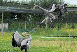 We did not find results for: Angry Birds Karate Cranes In Kung Fu Kick Boxing Match Daily Mail Online