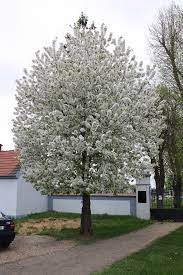 You may do so in any reasonable manner, but not in. Prvni Maj Svatek Zamilovanych Wikipedie