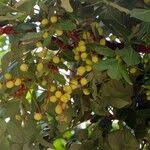 Image result for Ekebergia benguelensis