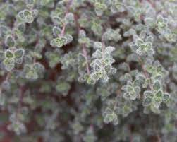 Pin By Brook Long On Green Wooly Thyme Creeping Thyme Plants