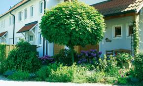 Sie müssen trotzdem nicht auf einen obstbaum verzichten. Baum Fur Garten Wenig Laub