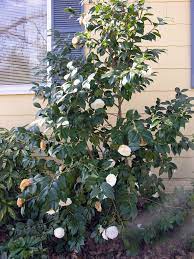 Camellia Japonica White By The Gate Jw Japonica Green Ridge Plants
