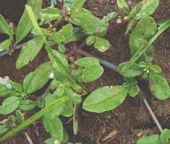 Image result for Gisekiaceae