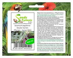 Image result for Sesamum angolense