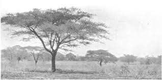 Image result for Diheteropogon filifolius