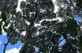 Image result for Tessmannia