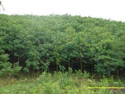 Comisia europeana lanseaza consiliul european pentru inovare si ii ofera un buget de 10 miliarde de euro. Face Formal Coordona Plantatie Perdea Salcam Brokenroadreflections Com