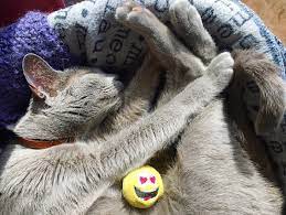 Check spelling or type a new query. Best Insurance For Pet Sitters In Canada Aligned Insurance Broker