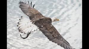 How high can an eagle fly. How Do Eagles Fly Youtube