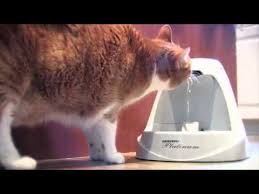 Drinkwell Orjinal Kedi Su Pinari Youtube