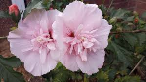 Image result for Hibiscus syriacus ´Pink Chiffon