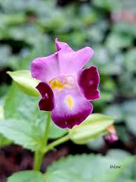 Image result for Torenia thouarsii