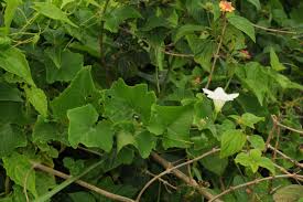 Image result for Coccinia sp. A