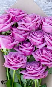 Pin By Loveandfolly On Good Vibes Flowers Beautiful Flowers Purple Roses