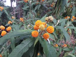 Image result for Buddleja pulchella