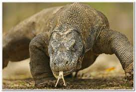 Komodo dragon's meaning also insists that you must take the time to go inward and be clear with your intentions and goals. Comodo Dragon Photography Posts Facebook