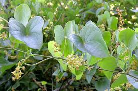 Image result for Dioscorea sylvatica