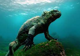 Attenborough On Galapagos 3d Interview Marine Iguana Animals Galapagos