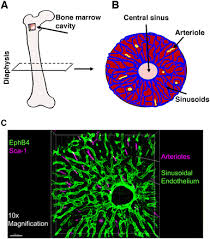 This tissue stores fats and triglycerides which serve as. Sinusoidal Vessels And Arterioles In The Bone Marrow A Schematic Download Scientific Diagram