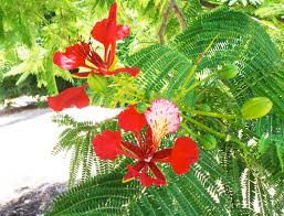 Image result for Delonix