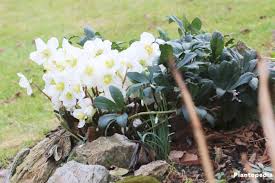 Colours range from white to pink, plum and near black. Christmas Rose Helleborus Niger How To Plant And Care Plantopedia