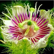 Image result for Passiflora foetida
