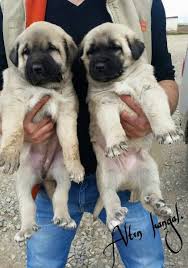 Kangal Yavrusu Kangal Ciftligi Kangal Yavru Satisi Kangal Kopegi Yavru Kopek Akbas