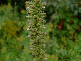 Image result for Pycnostachys schliebenii