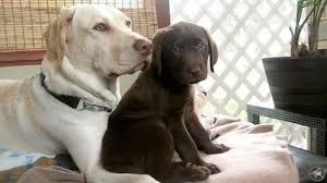 Black And White Labrador Retriever Puppies It S A Lab Thing Labrador Retriever Labrador Dog Labrador