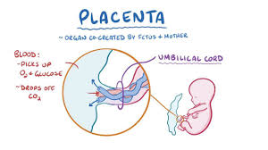 The placenta is an organ that forms on the wall of the uterus during pregnancy, and it is connected to the fetus by the umbilical cord. Development Of The Placenta Osmosis