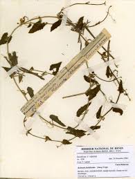 Image result for Kedrostis foetidissima