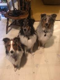 Shetland Sheepdog Puppies For Sale Near Me Dreamer S Sheltie In Texas In 2020 Shetland Sheepdog Shetland Sheepdog Puppies Sheltie
