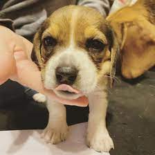 Is The Delightful Beagle Basset Hound Mix A Good Family Dog K9 Web