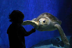 $20 off a tandem skydive. Virginia Aquarium A Hands On Heavenly Experience