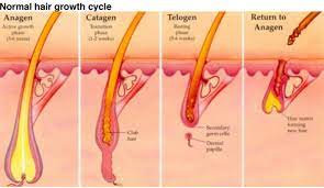 Numerous topical shampoo's and pills have recently come out to treat the effects of dht on men's bodies. Male Pattern Baldness My Hair Doctor Prescription Haircare