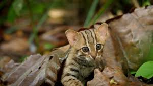Rusty Spotted Cat The Ultimate Guide