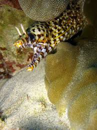Dragon Eel With Images Animals Moray Eel Photo