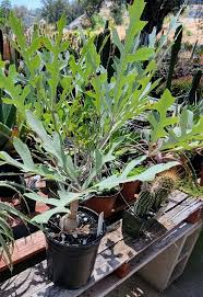 Image result for Cussonia spicata