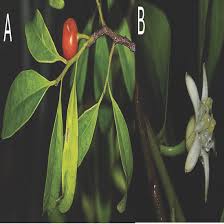 Image result for Olax obtusifolia